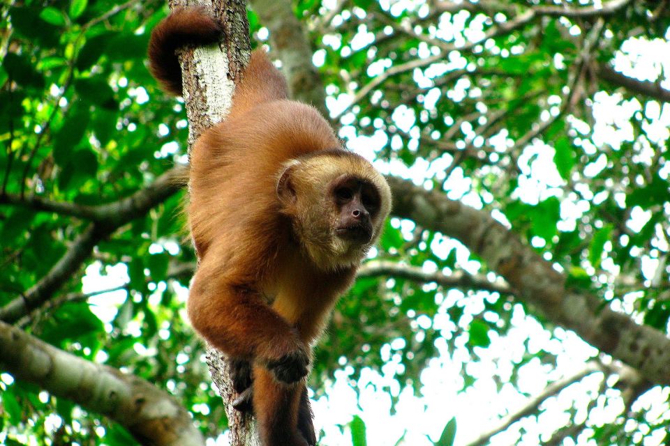 Tambopata: Multi-Day Amazon Rainforest Tour With Local Guide - Meals and Catering