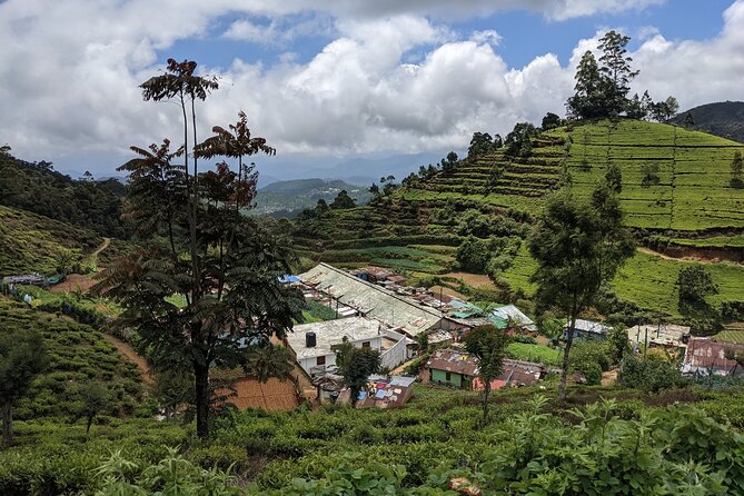 Tea Adventure- Haputale, Tea Plantation Tour With Lunch - Customer Reviews and Ratings