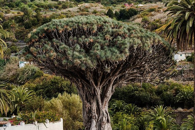 Tenerife Grand Tour: Including Teide National Park and Masca - Tips for Travelers