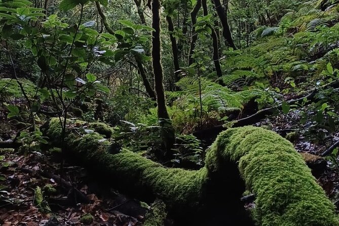 Tenerife: Hiking Through Enchanted Laurel Forest Above Masca - Booking and Transportation Details