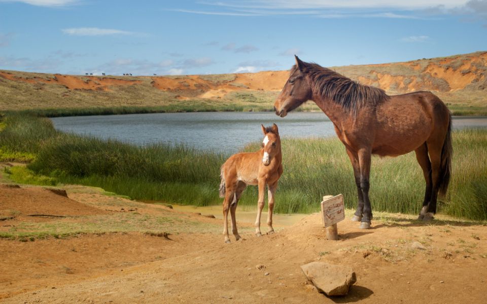 Terevaka Horse Excursion: the Highest Point and 360° View. - What to Bring