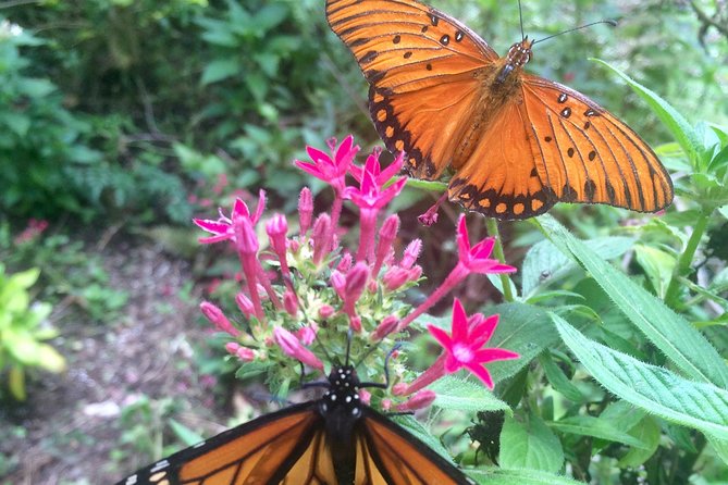 The Maui Butterfly Farm Tour! - Meeting and End Points