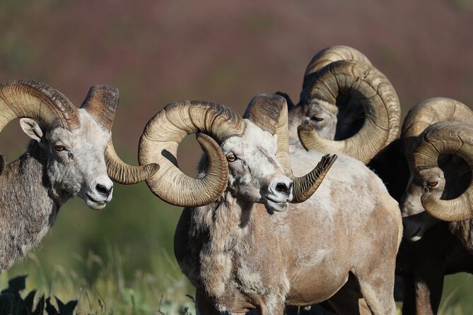 The Premier Wildlife Tours in Rocky Mountain National Park - Tips for a Successful Tour