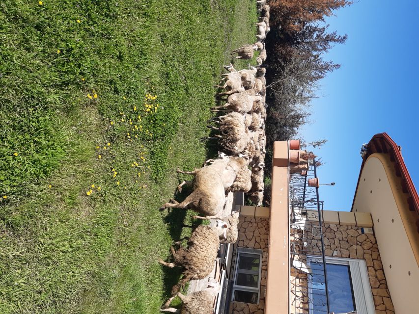 Thessaloniki: Private Greek Cooking Class and Meal at a Farm - Booking and Cancellation Policy