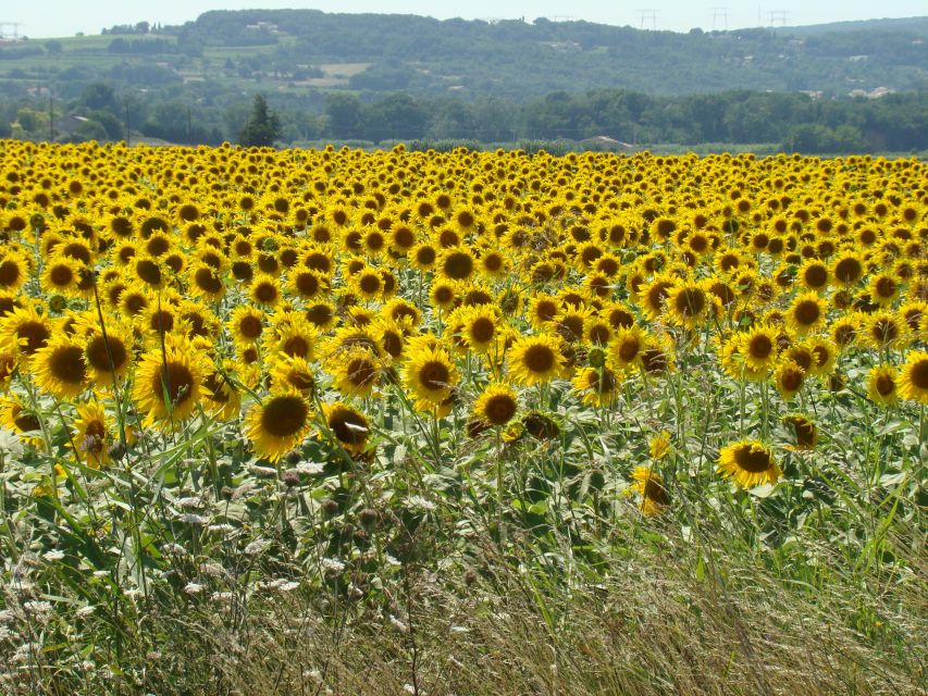 Toulouse to Carcassonne & Albi: Private Sightseeing Tour - Booking Information