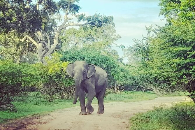 Tours and Transportation in Sri Lanka - Booking and Contact Details
