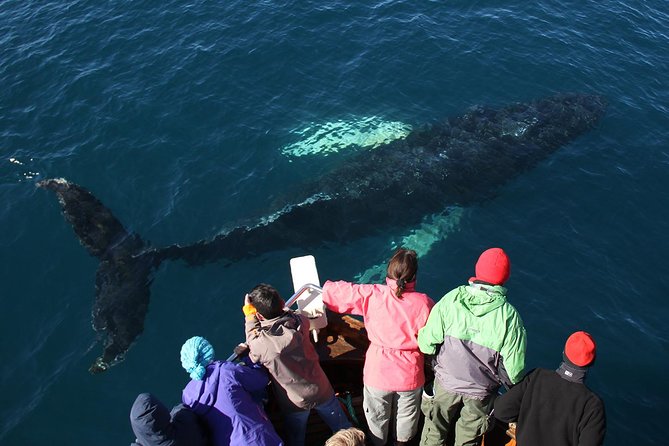 Traditional Whale Watching Tour From Húsavík - Important Considerations