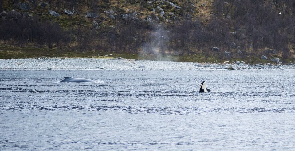 Tromsø 3-Days Whale Watching, Northern Lights & Dog Sledding - What to Bring