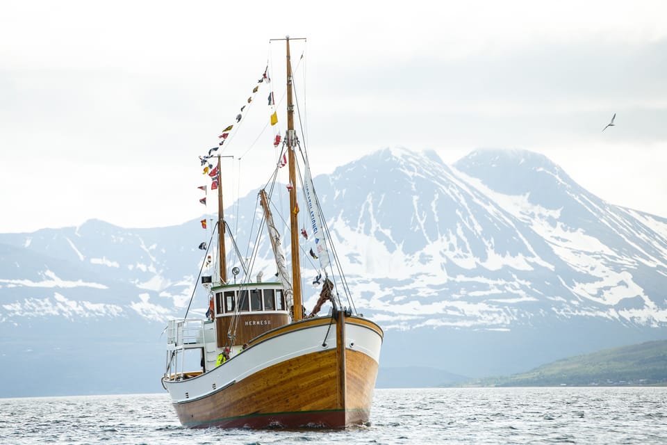 Tromsø: Arctic Light Evening Cruise With Fish Soup - Booking Details