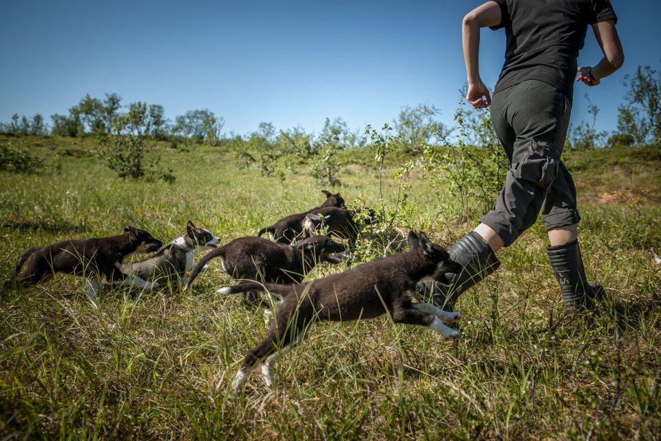 Tromsø: Puppy Training at the Husky Kennel With Lunch - Booking and Cancellation Policies