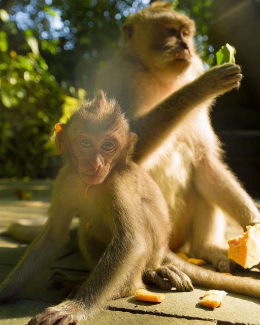 Ubud: Bali Swing, Monkey Forest, Waterfall Tour & Lunch - Frequently Asked Questions