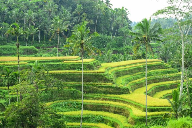 Ubud Highlight Private: Tegalalang & Holy Water Temple - Additional Experiences