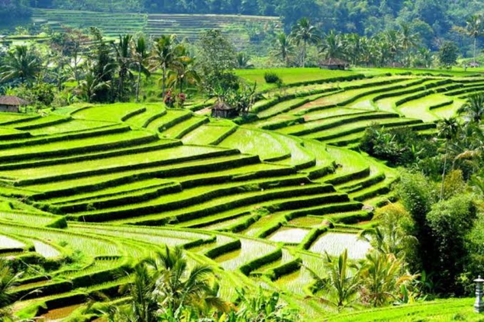 Ubud: Waterfalls, Water Temple, & Rice Terraces Private Tour - Swimming at Waterfalls