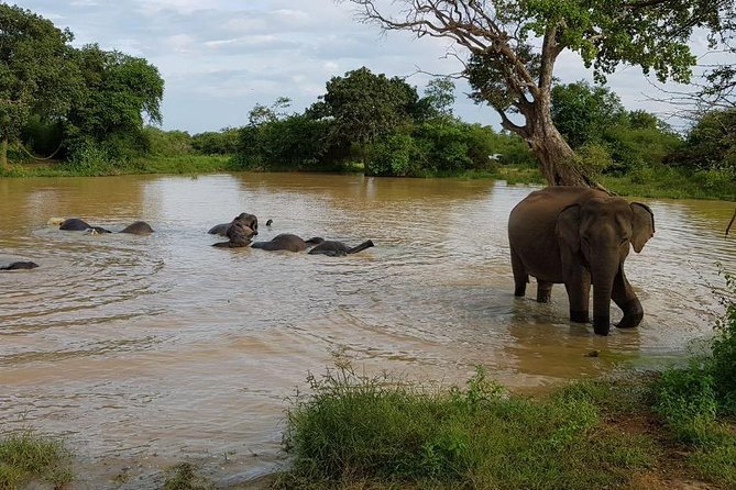 Udawalawa National Park Half Day Safari - Important Travel Information