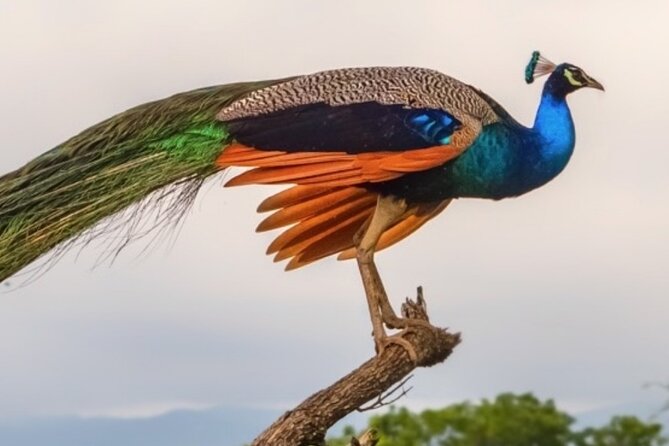 Udawalawa Safari Drive From Galle, Weligama, Mirissa & Dickwella - Tips for a Successful Safari