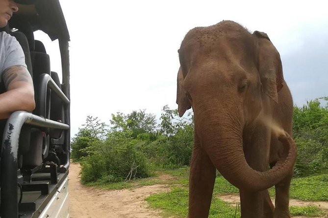 Udawalawe National Park Private 4 Hours Safari Tour - Private Jeep and Knowledgeable Guide