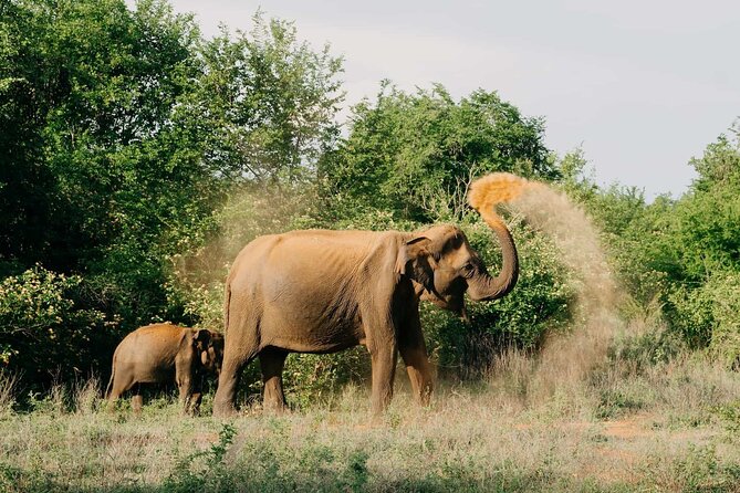 Udawalawe National Park | Private Safari - Booking Information