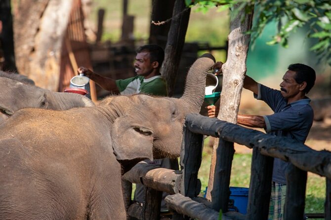 Udawalawe National Park Safari With Elephant Transit Home Visit - Visitor Reviews and Ratings