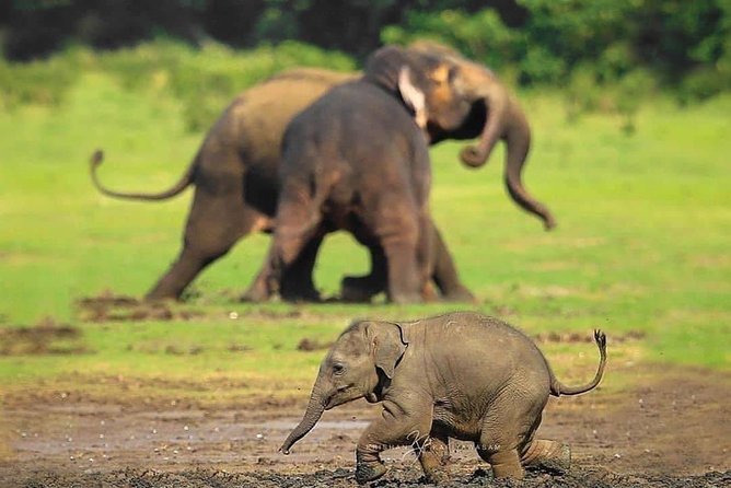 Udawalawe National Park Safari With Private Driver-Jeep and Enter Ticket - Tips for a Great Safari Experience