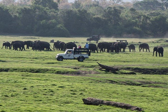 Udawalawe Safari From Hambantota Port (Shore Excursion) by BTM - Booking Your Safari Adventure