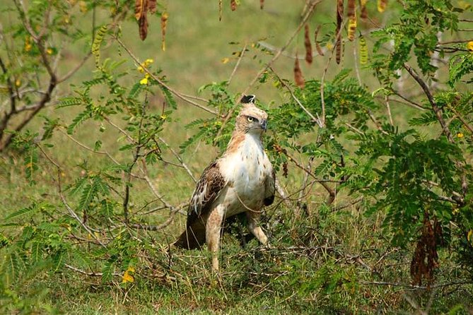 Udawalawe Safari Private Day Trip From Bentota and Kalutara Areas - Tips for a Successful Trip