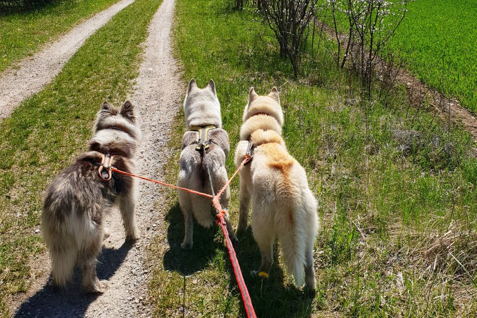 Underallgäu: Wiedergeltingen Guided Hike With Huskies - Frequently Asked Questions