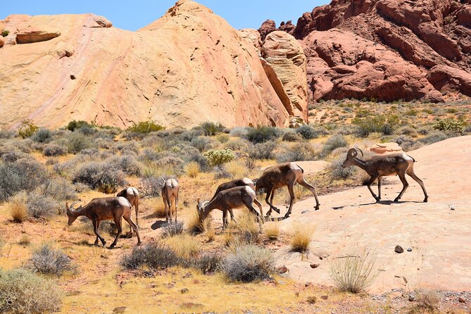 Valley of Fire and Lost City Museum Tour From Las Vegas - Tips for a Great Tour
