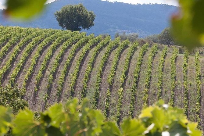 Vespa Tour in Chianti Small Group From Florence - Booking Your Vespa Tour