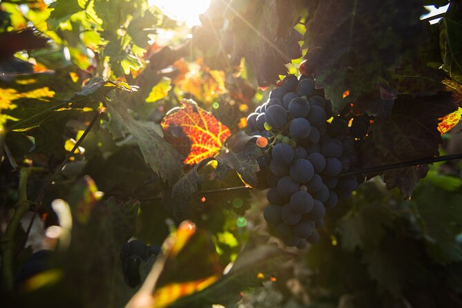 Vineyard Tour With Wine Tasting and Local Products - Additional Tour Features