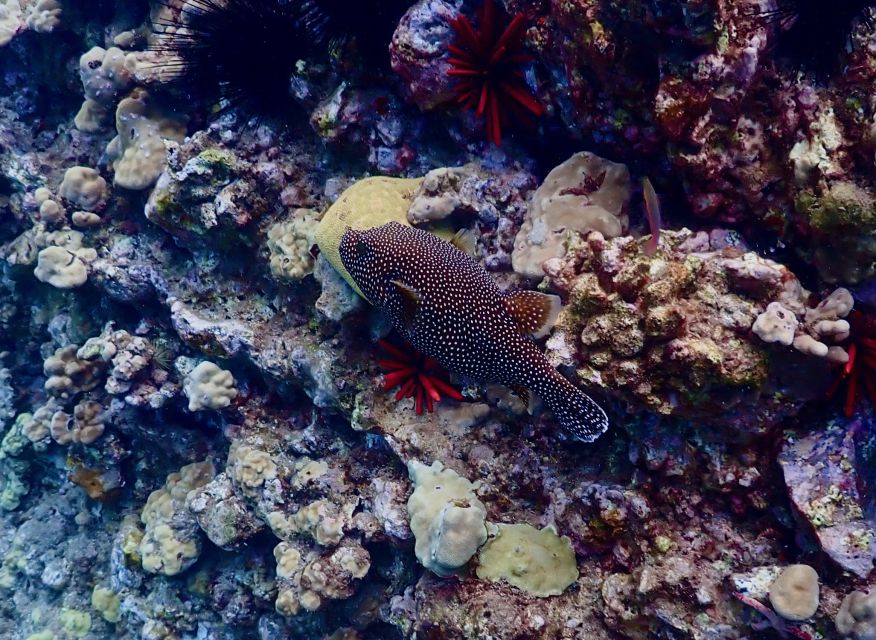 Wailea Beach: Snorkeling Tour for Non-Swimmers & Beginners - Meeting Point and Times