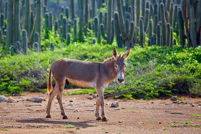 Washington Slagbaai National Park Tour in Bonaire - Cancellation Policy