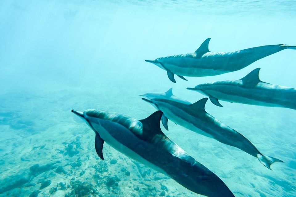 West Oahu: Turtles, Dolphins, and Snorkeling Tour With Lunch - About the Eco-Friendly Sailboat