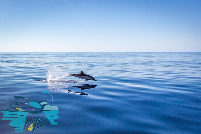 Whale and Dolphin Watching on Tercera Island - Other Activities on Tercera Island