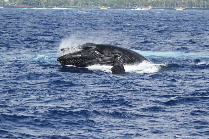 Whale Watch Cruise Aboard The Majestic by Atlantis Cruises - Social Media Engagement