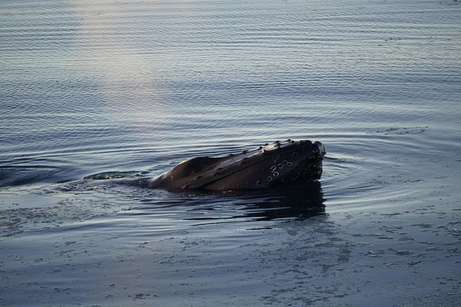 Whale-Watching Boat Tour With Expert Guide From Reykjavik - Tips for a Successful Tour