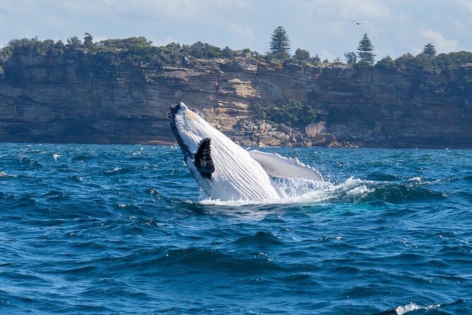 Whale Watching Boat Trip in Sydney - Areas for Improvement