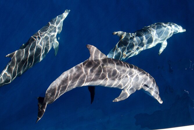 Whale Watching by Sea World Cruises - Pricing and Cancellation Policy