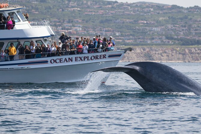 Whale-Watching Cruise From Newport Beach - Nearby Attractions and Activities