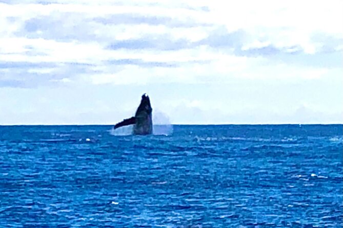 Whale Watching & Late Breakfast Cruise in Honolulu - Tips for a Great Experience