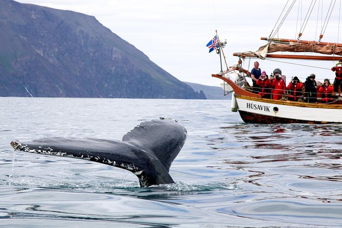 Whale Watching on a Traditional Oak Sailing Ship From Husavik - Booking and Cancellation Policy