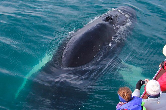 Whale Watching on Board a Traditional Oak Boat From Árkógssandur - Enhancing Your Experience