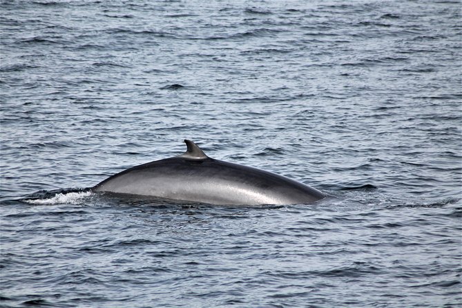 Whale Watching Tour With Professional Guide From Reykjavik - Booking and Availability