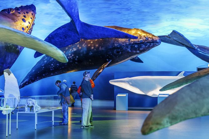Whales Of Iceland Admission Ticket - Tips for Planning Your Visit