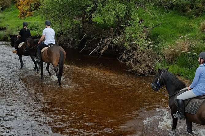 Wicklow Mountains Horse Trekking - Customer Reviews