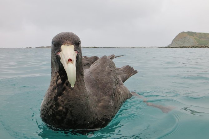 Wildlife Sea Kayaking Tour - Kaikoura - Wildlife Sightings