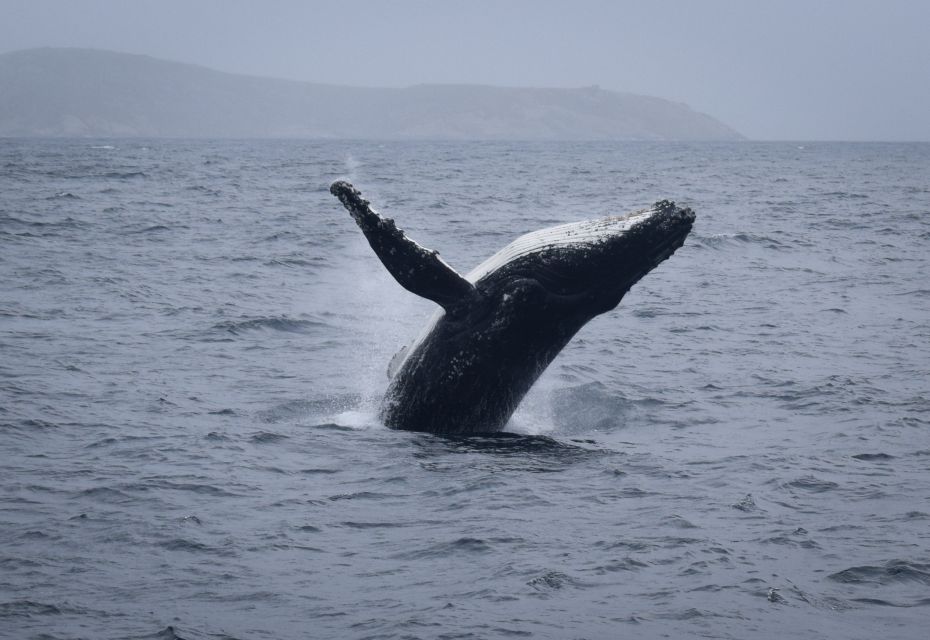 Wilsons Promontory: Whale Spotting Cruise With Lunch - Customer Reviews and Ratings