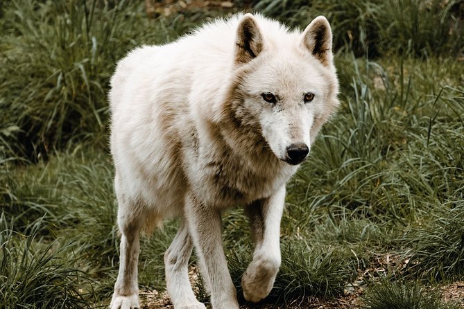 Wolf Experience - Importance of Wolves in Ecology