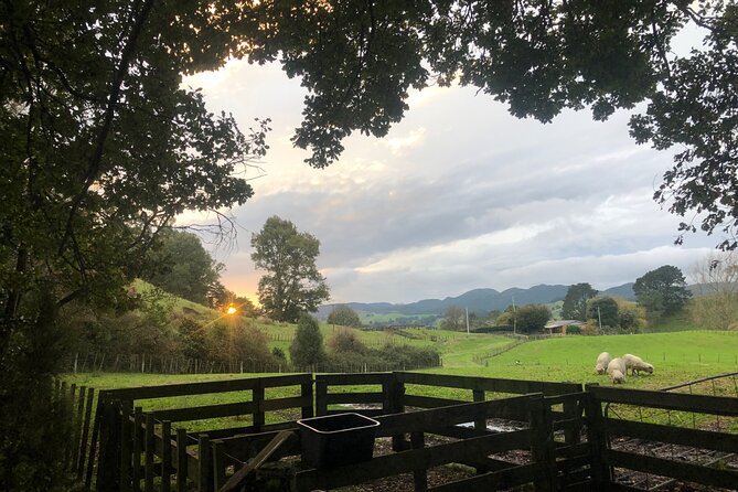 Wool Sheep Farm Experience With Handmade Wool Hat in New Zealand - Exploring the Farm and Animals