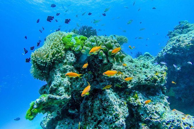 Wow Andaman Day Trip to Surin Islands From Khao Lak - Booking Details and Pricing