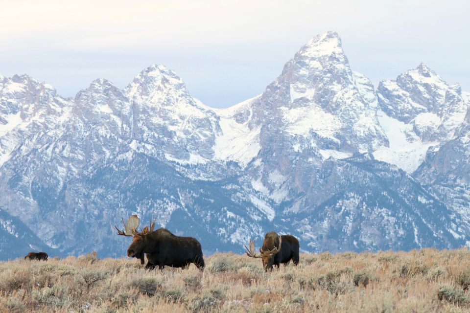 Wyoming: Grand Teton National Park Self-Guided Driving Tour - Flexible Tour Experience